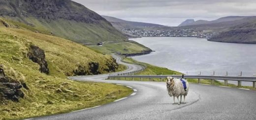 Fær Øer Sheep View