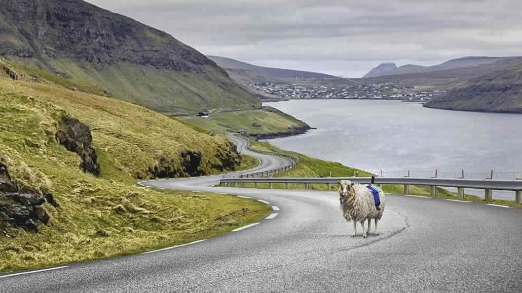 Fær Øer Sheep View