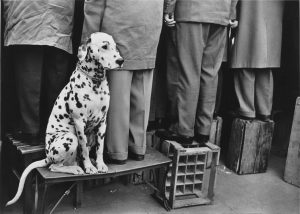 Cane dalmata Walter Vogel