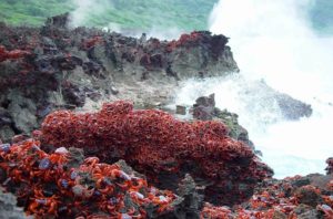 Granchi rossi su scogliera Christmas Island