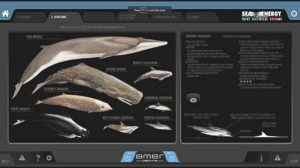 Software segnalazione cetacei su Amer 94 Twin