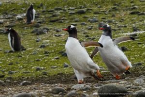 Andre-Erlich_Pair-ice-skating Comedy Wildlife Photo Awards 2019