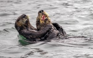 Andy Harris Sea Otter tickle fightComedy Wildlife Photo Awards 2019