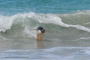 Elmar-Weiss_Surfing-South-Atlantic-Style Comedy Wildlife Photo Awards 2019