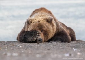 Eric Fisher Monday-Morning-Blues_Comedy Wildlife Photo Awards 2019