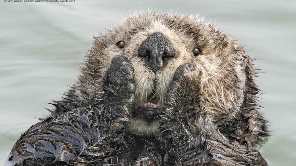 Harry-Walker_Oh-My Comedy Wildlife Photo Awards 2019