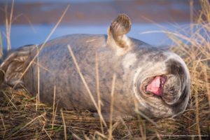 Lloyd-Durham_Comedy Wildlife Photo Awards 2019