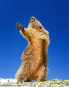 Martina Gebert Dancingyeah Comedy Wildlife Photo Awards 2019