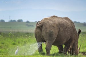 TILAKRAJ-NAGARAJ_Comedy Wildlife Photo Awards 2019