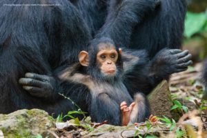 Thomas-Mangelsen_Laid-Back_Comedy Wildlife Photo Awards 2019