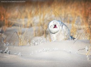 Vicki-Jauron_Holly-Jolly-Snowy_Comedy Wildlife Photo Awards 2019