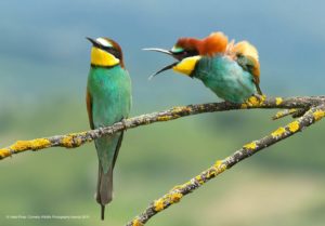 Vlado-Pirsa_Family-disagreement Comedy Wildlife Photo Awards 2019