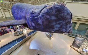 Smithsonian balena del Nord Atlantico