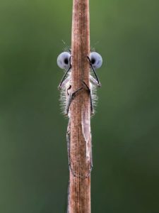 Tim Hearn Damselfly - Comedy Wildlife Photography Awards 2020