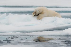 Jacques Poulard - Comedy Wildlife Photography Awards 2020