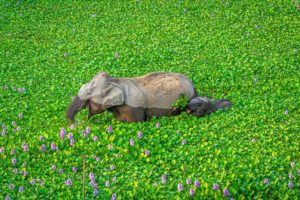 Kunal Gupta - Comedy Wildlife Photography Awards 2020