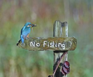 Sally Lloyd-Jones - Comedy Wildlife Photography Awards 2020