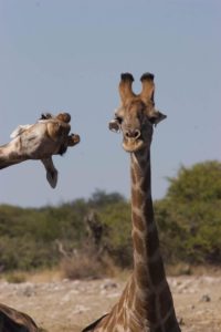 Brigitte Alcalay Marcon - Comedy Wildlife Photography Awards 2020