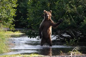 Eric Fisher - Comedy Wildlife Photography Awards 2020