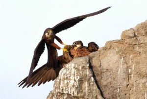 Falco Eleonora in Sardegna Wildlife Photographer of the Year