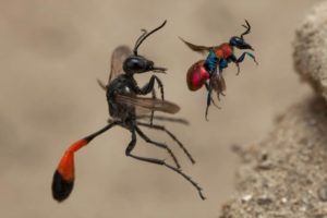 A Tale of Two Wasps Wildlife Photographer of the Year