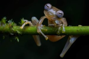 Rospo Wildlife Photographer of the Year