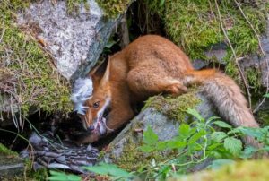 Volpe che mangia un’oca Wildlife Photographer of the Year