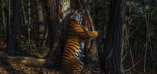 L’abbraccio - Tigre Amur Wildlife Photographer of the Year