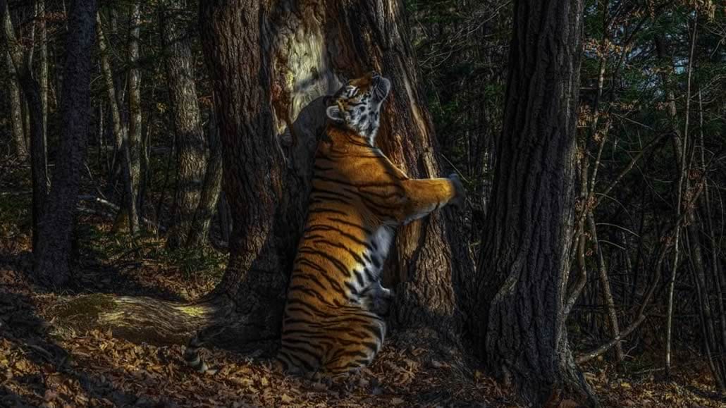 L’abbraccio - Tigre Amur Wildlife Photographer of the Year