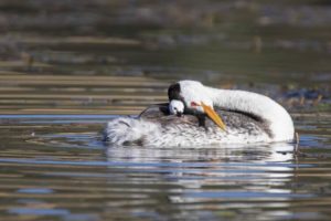 Terzo classificato abitudini uccelli World Nature Photography