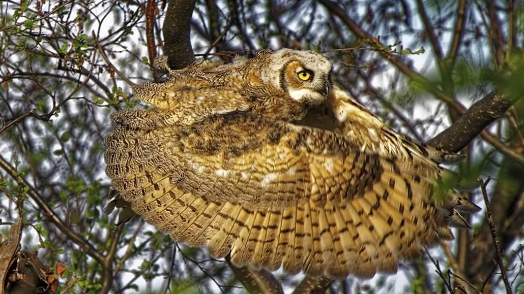 Un gufo cornuto spinge le li in avanti a formare un cerchio vincitore Abitudini uccelli World Nature Photography