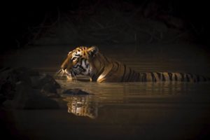 Tigre del Bengala mentre attraversa un corso d’acqua vincitrice cat Ritratto animali WNPA