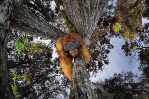 Orango su un albero Vincitore assoluto GRAND PRIZE OF WORLD NATURE PHOTOGRAPHER OF THE YEAR