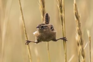 In equilibrio su due steli 2°class. Behavior Birds Andy Pollard