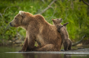 Comedy Wildlife Photography mamma orso con cucciolo