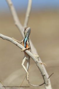 Comedy Wildlife Photography l’eleganza innata di un rettile