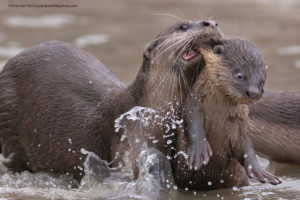 Comedy Wildlife Photography mamma lontra afferra il proprio piccolo per la collottola per farlo uscire dall’acqua