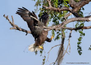 Comedy Wildlife Photography aquila reale che sbaglia l’atterraggio su un ramo