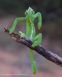 Comedy Wildlife Photography rettile verde in posa da divinità “arrabbiata”