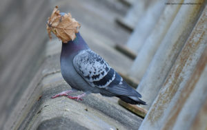 Comedy Wildlife Photography colombo con foglia portata dal vento