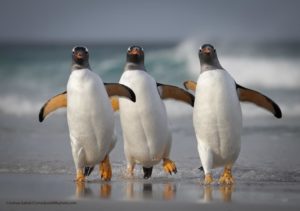 Comedy Wildlife Photography Pinguini Gentoo alle isole Falkland