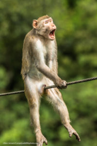 Comedy Wildlife Photography scimmia che striscia su corda metallica 