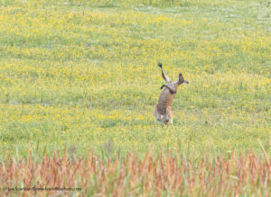 Comedy Wildlife Photography canguro tenore