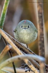 Comedy Wildlife Photography passeriforme fra l’erba