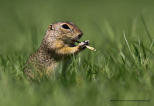 Comedy Wildlife Photography marmotta 