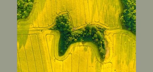 Barboncino fra campi di colza - Drone Photo Awards