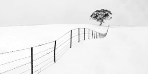 Pano Awards 2021 paesaggio innevato con filo spinato ed eucalipto