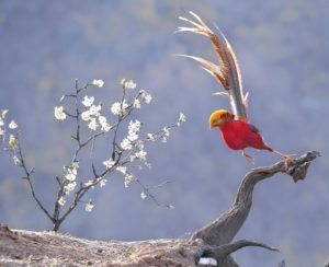 © Liqiang Ma, China Mainland, Shortlist, Open competition, Natural World & Wildlife, 2022 Sony World Photography Awards