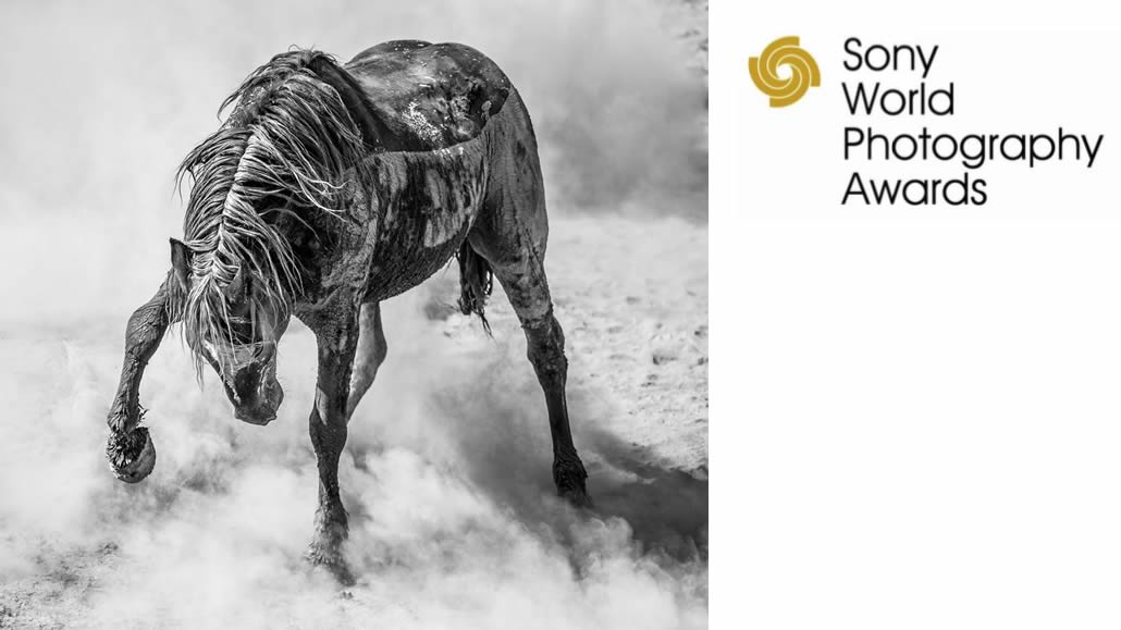 © Scott Wilson, United Kingdom, Winner, Open competition, Natural World & Wildlife, 2022 Sony World Photography Awards