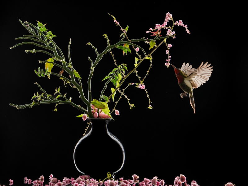 Flowers and Bird